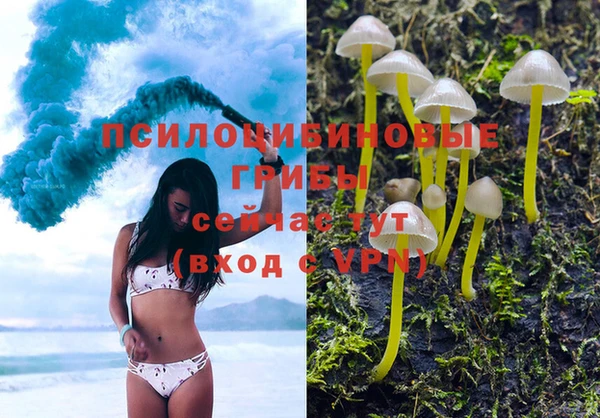 прущие грибы Армянск